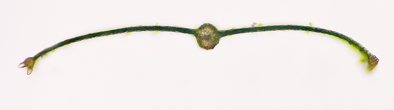 Mnium spinulosum